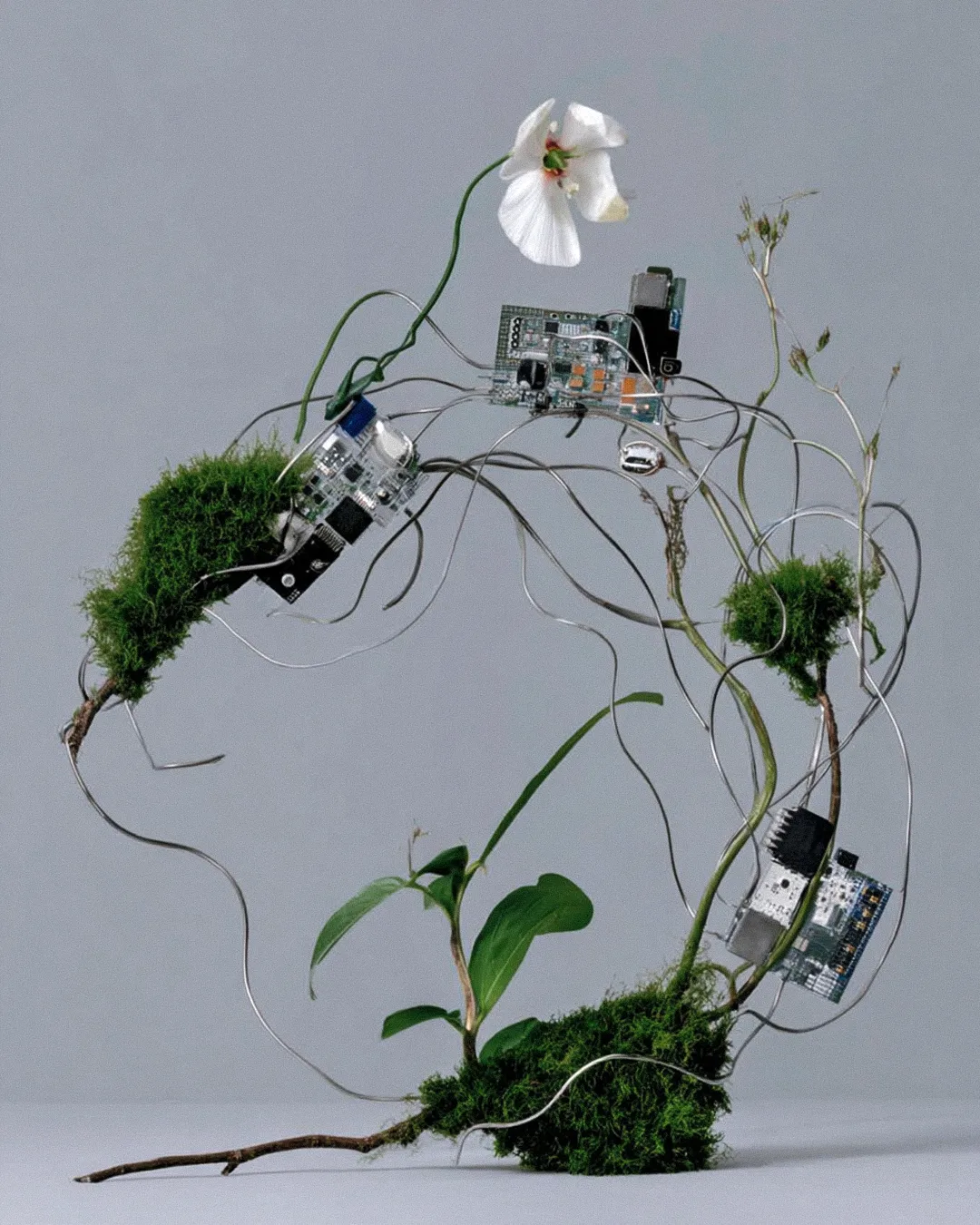 BOTANICA TECH 04