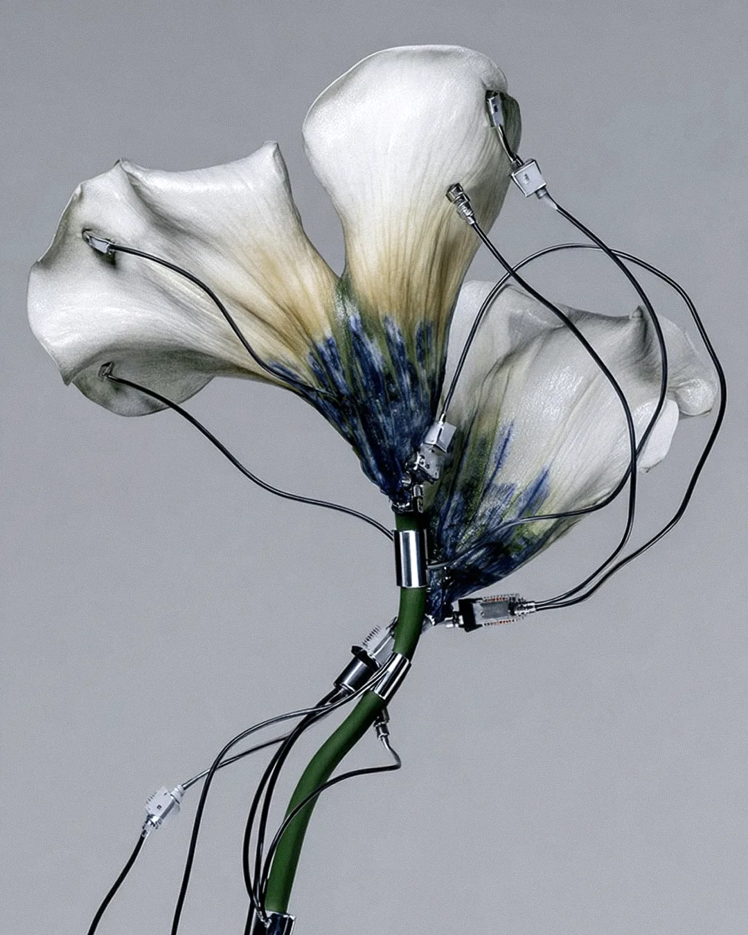 BOTANICA TECH 06