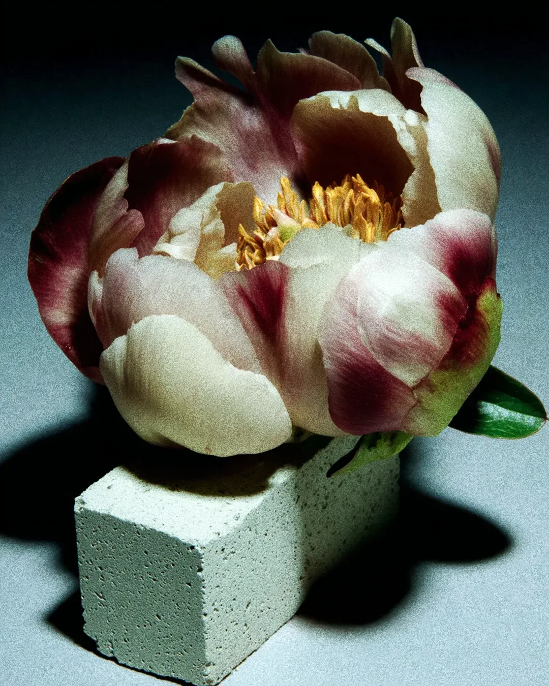 BRUTAL BLOOM 05