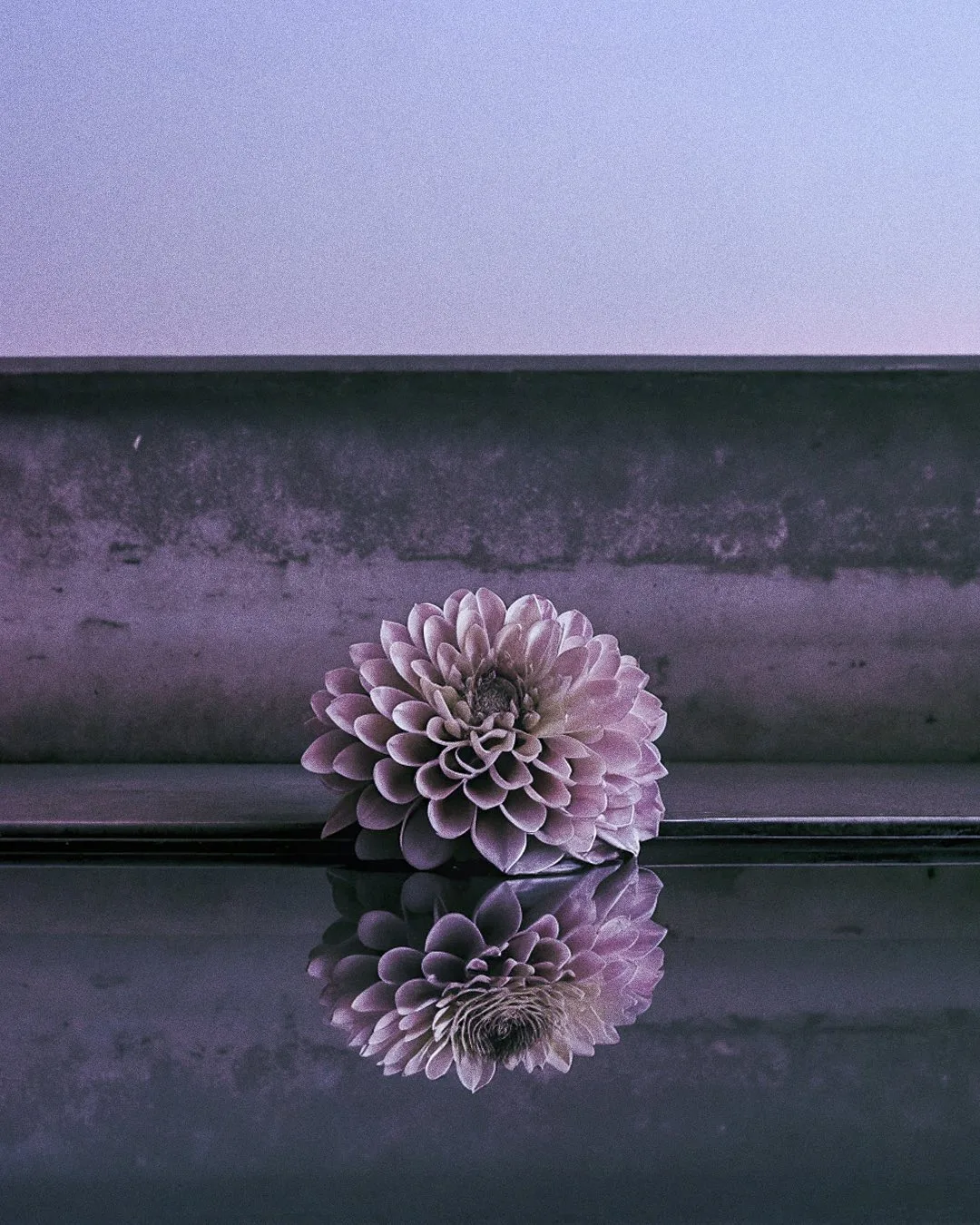 EXO FLORA