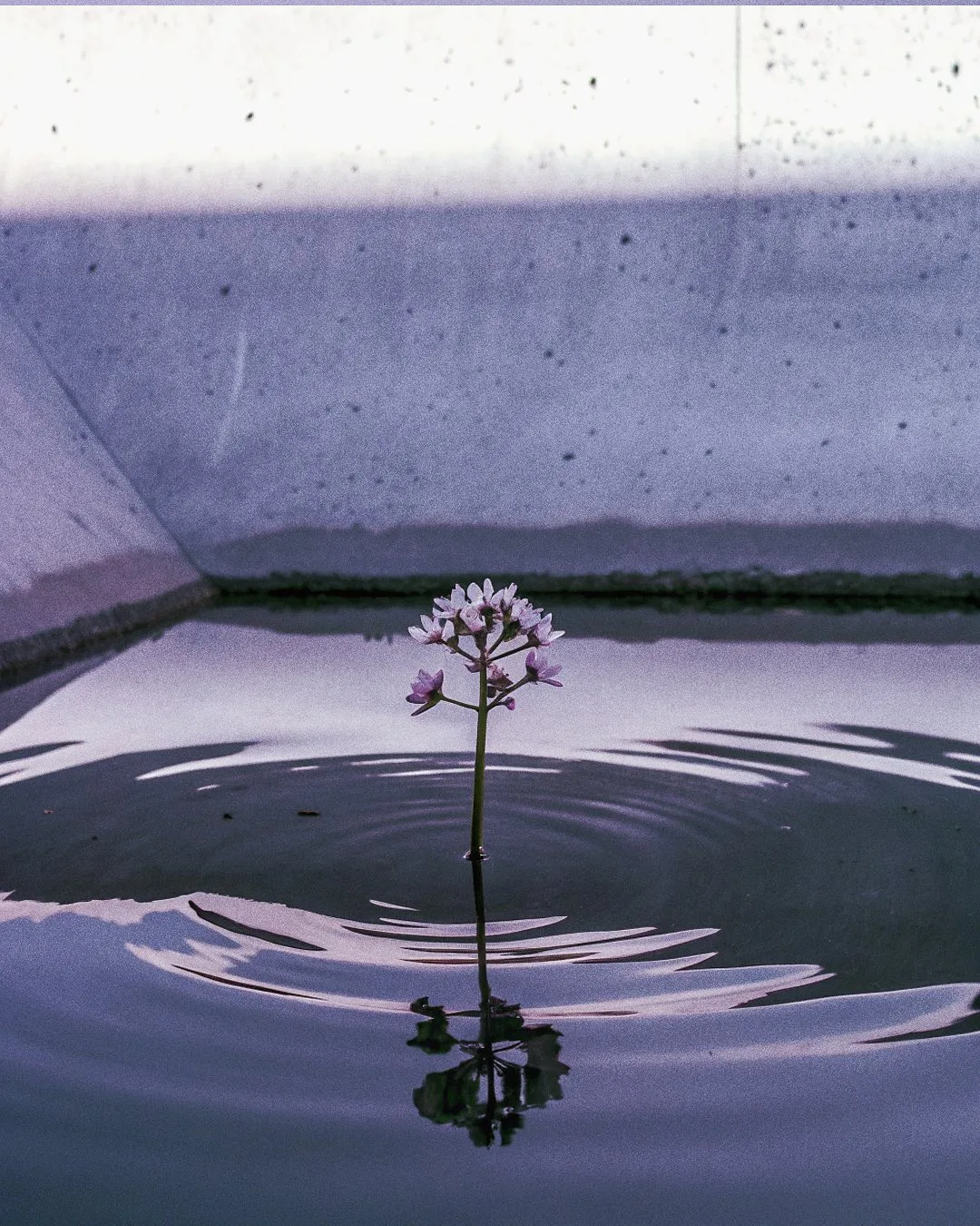 EXO FLORA