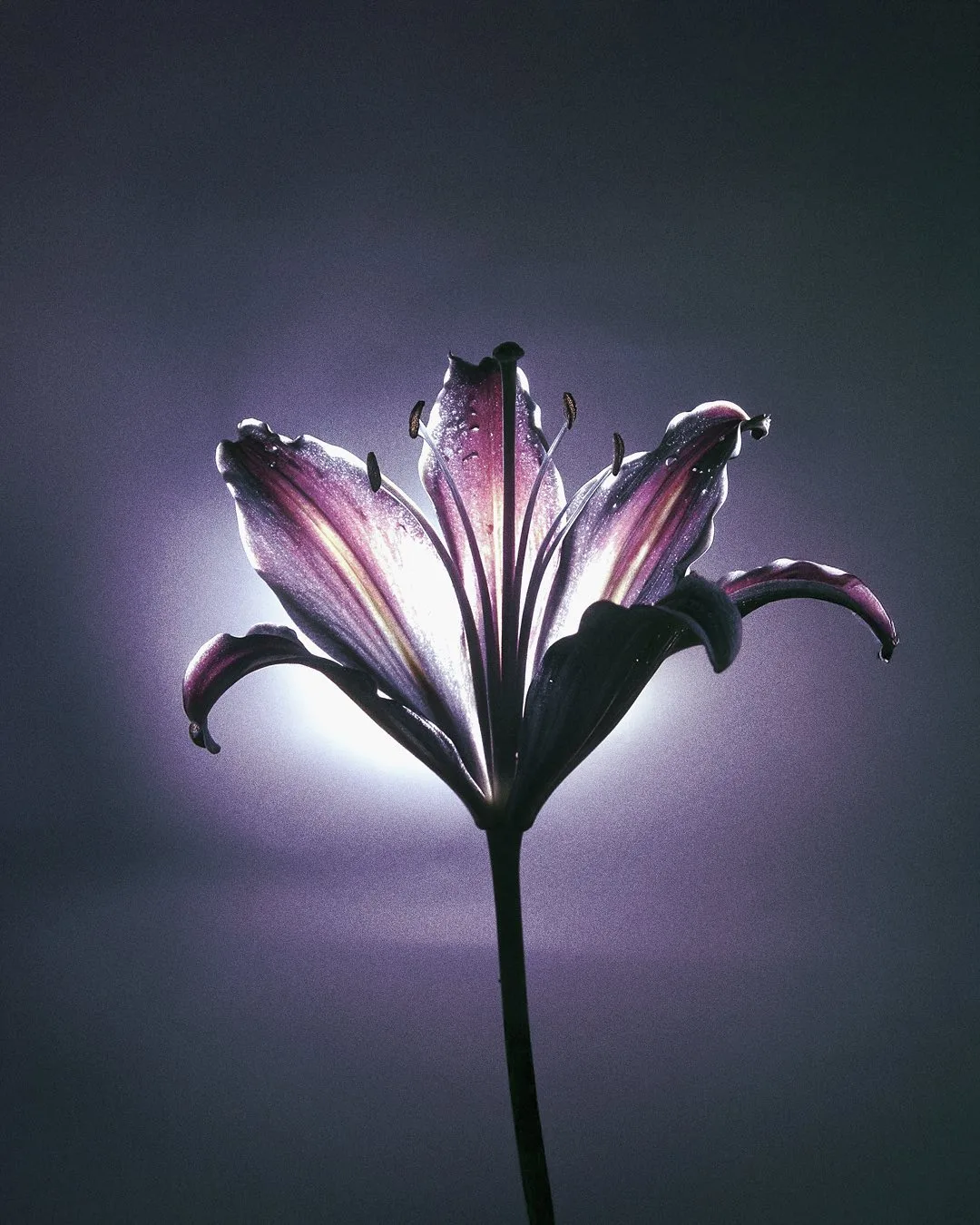 EXO FLORA