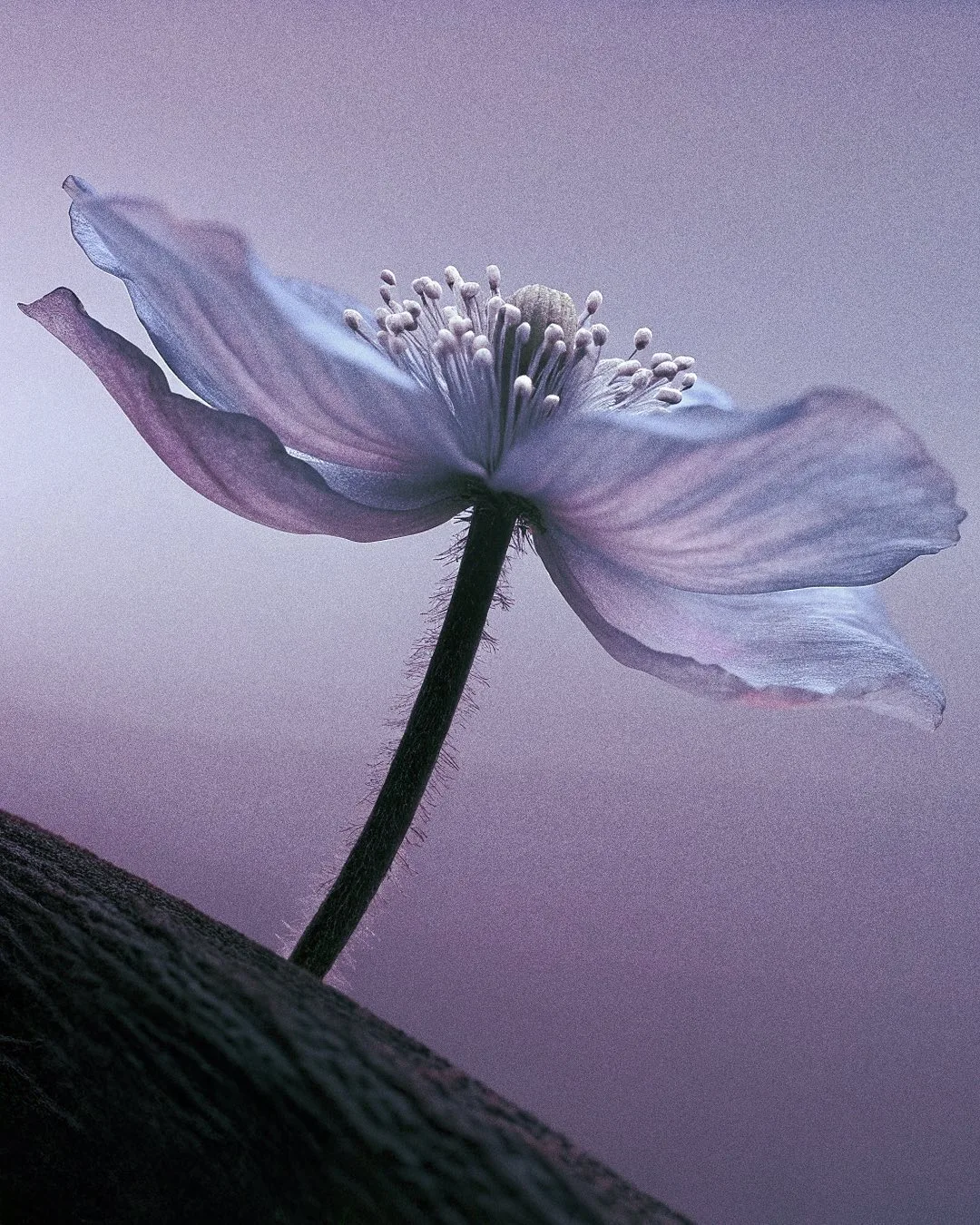 EXO FLORA
