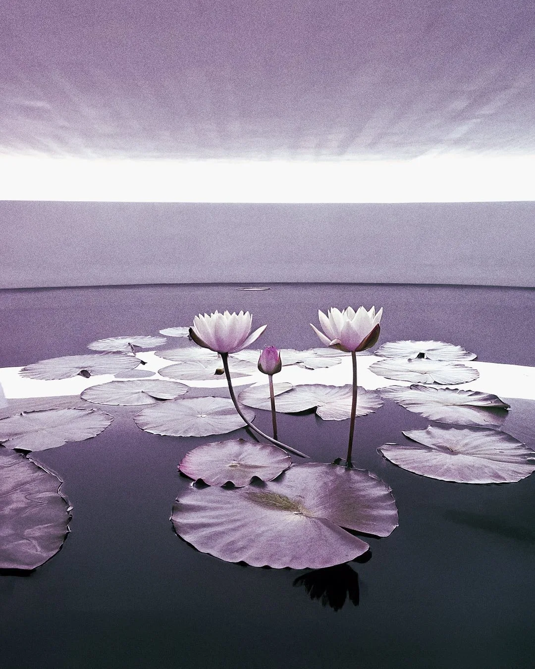 EXO FLORA