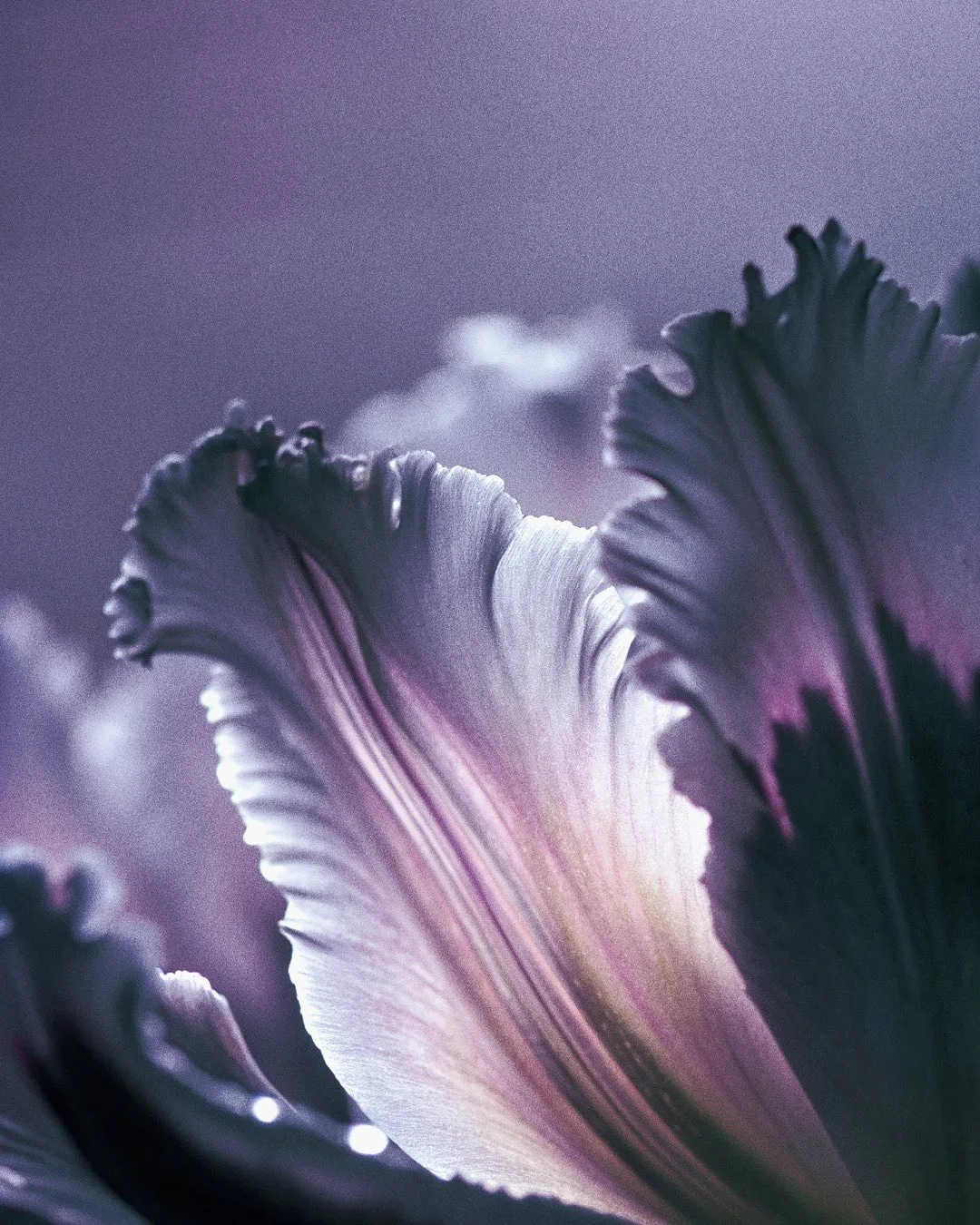 EXO FLORA
