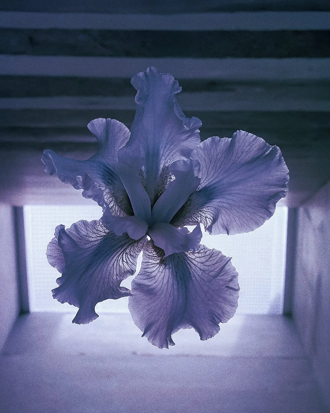 EXO FLORA