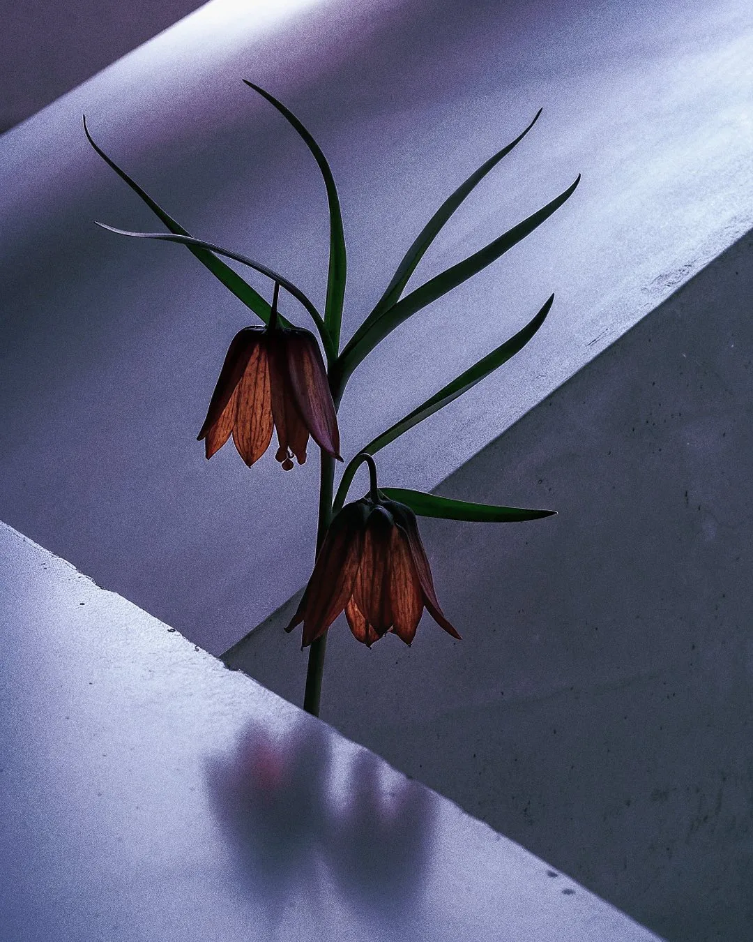 EXO FLORA