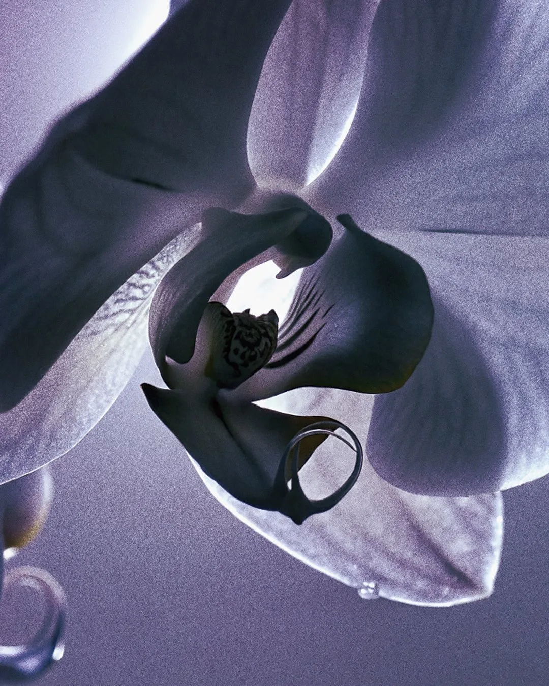 EXO FLORA
