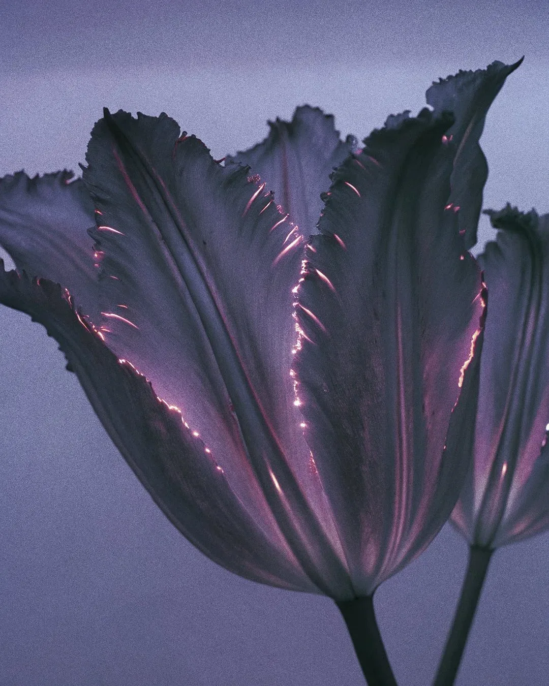 EXO FLORA