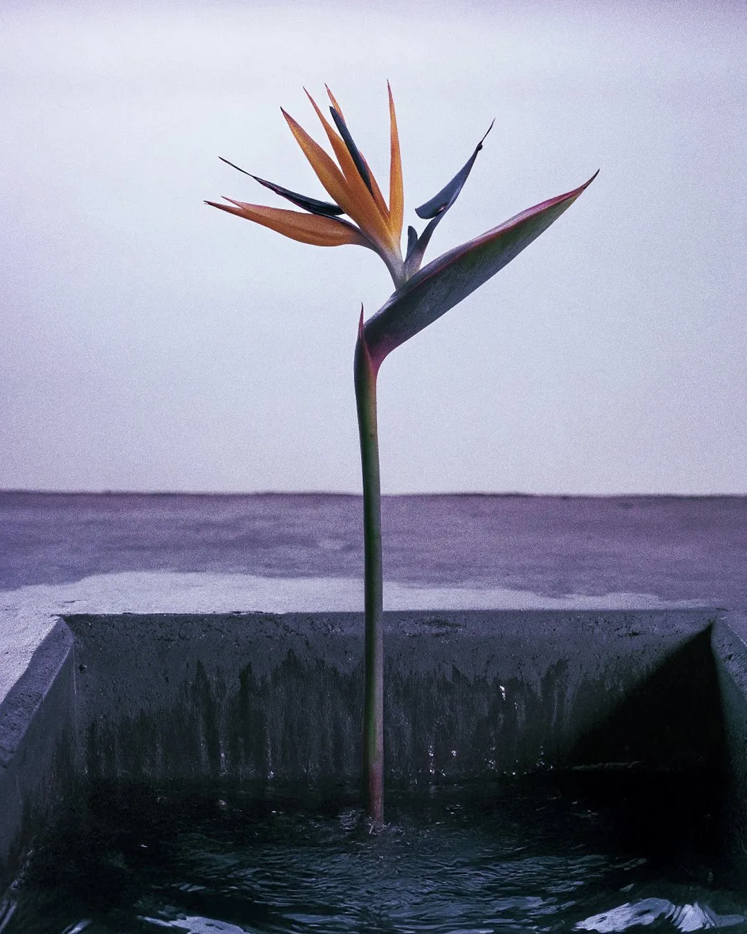 EXO FLORA