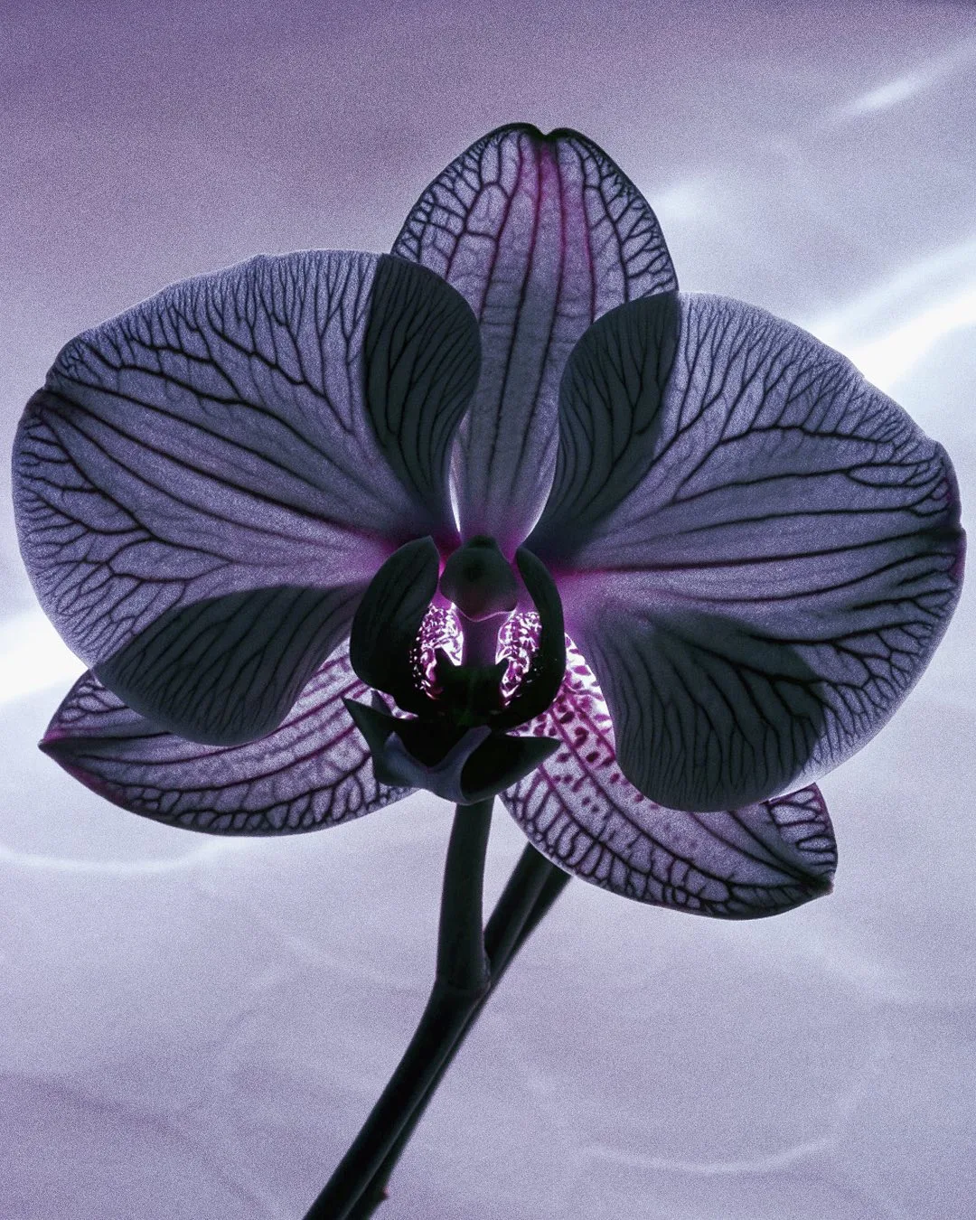 EXO FLORA