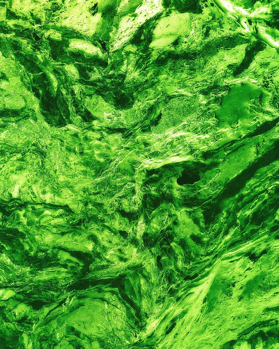 MOSS 03