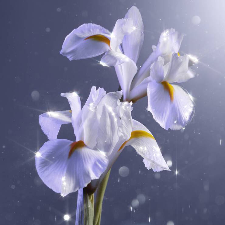 IRIS