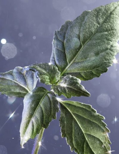 PATCHOULI